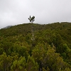 Plants: image 85 Of 208 Thumb